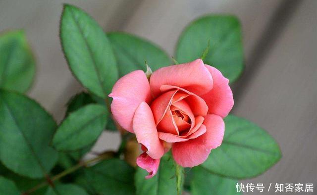 『越养越』5种花养在卧室,净化空气助睡眠,满屋都飘香,越养越喜欢