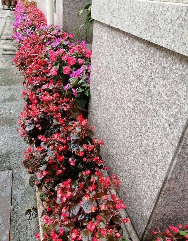  #万物#酸咪草凤仙花桂花果，有他们在的地区，万物皆满春！