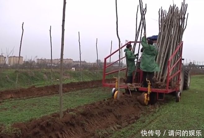 一天种6000棵，一年赚几百万