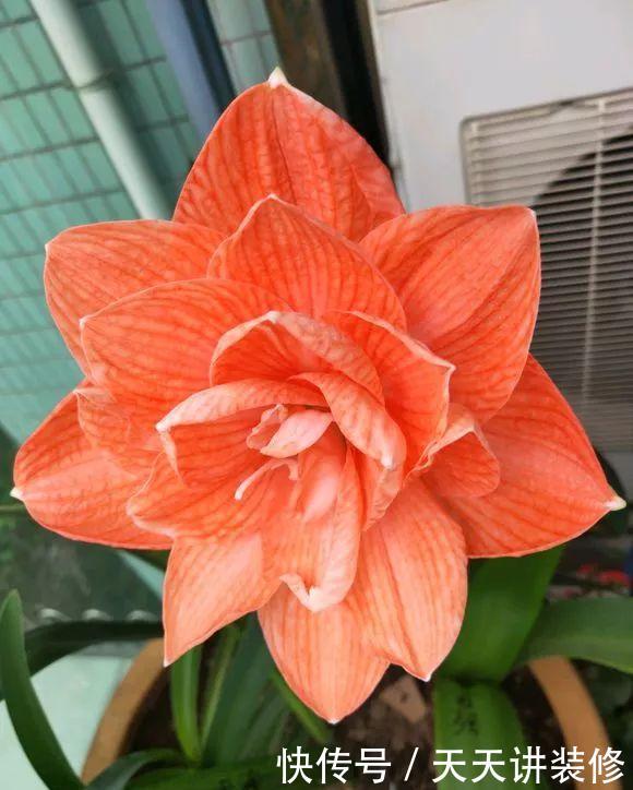  「排水良好」以下几种球根植物开花漂亮又好养，家里养一盆不亏