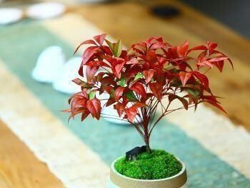  【不好】新手怎么掌握花卉浇水的度？掌握不好就少浇水