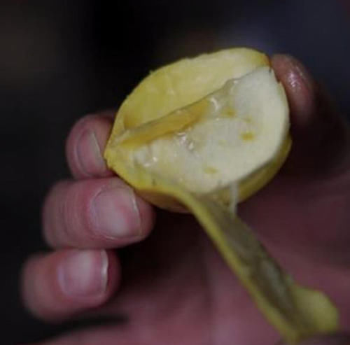 这种野果一斤上百元，以前农民当它是零食，如今成为农民赚钱新宠