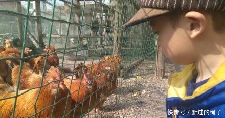 小伙儿养鸡，养而不卖，每个鸡都有名字，年收入超60万