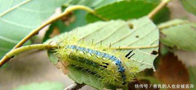 农村这种让你痛不欲生的虫子已经出动, 村里遇到它一定要远离!