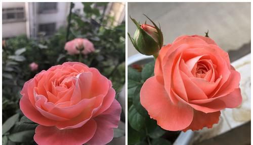  玫瑰■“珍品玫瑰”朱丽叶，花开浓香四溢，美不胜收，可以说是盆栽首选