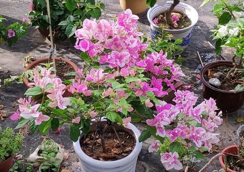  【光照】三角梅漳红樱为什么开花一直是白色？三角梅花朵上色和“它”有关