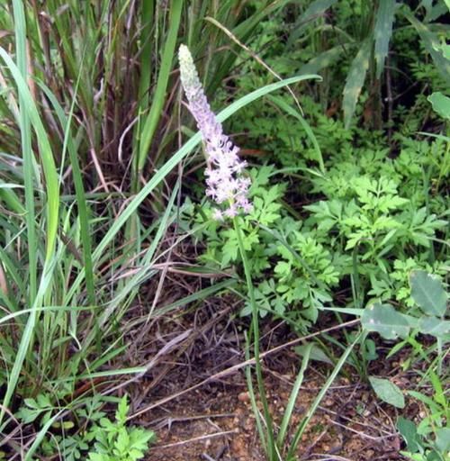 「绵枣」1种植物被称为“地枣”，看着像“大蒜”，遇到要珍惜，1斤10元！