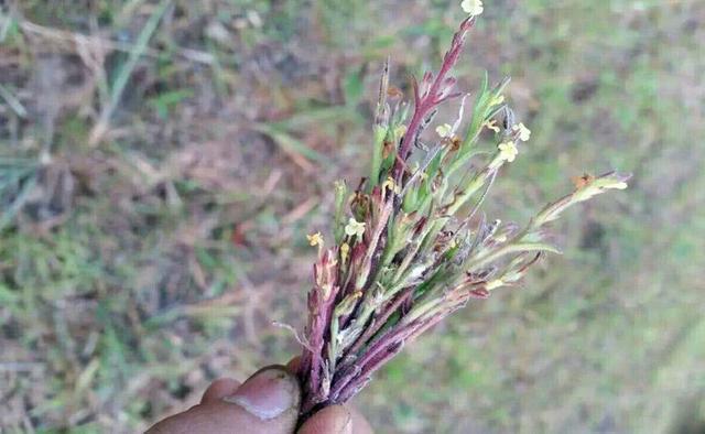  「杂草」比黄金还贵的植物，长在农村很少人认识，常被农民当杂