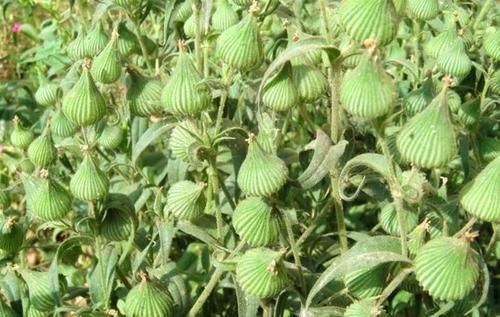  「药草」生长在麦田里的野草，是一种好的药草，遇见可以采摘回家！