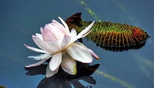 变色■你见过会变色的花卉吗？这些花为什么会变色呢？合理解释一览