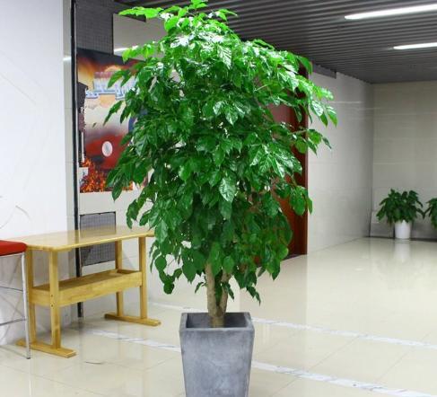  幸福树■想让幸福树枝繁叶茂，就得遵循4点要求，方能远离黄叶烂根