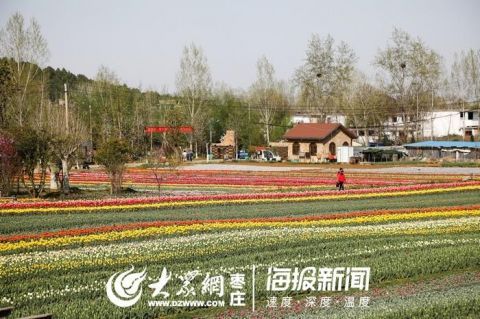  「郁金香」45秒|美到舍不得眨眼！枣庄的郁金香开了