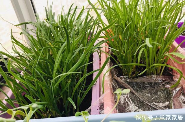  「充足」阳台怎样种韭菜？放“2样东西”到盆土里，叶片宽又厚，收获多