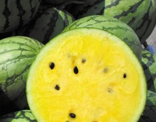 农民“吊”着种的西瓜，虽个头不大，产量却很高，年赚几十万