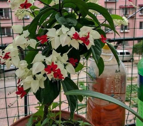 【观叶】还在家盆栽绿植观赏？不如养盆龙吐珠，四季可居家赏花观叶