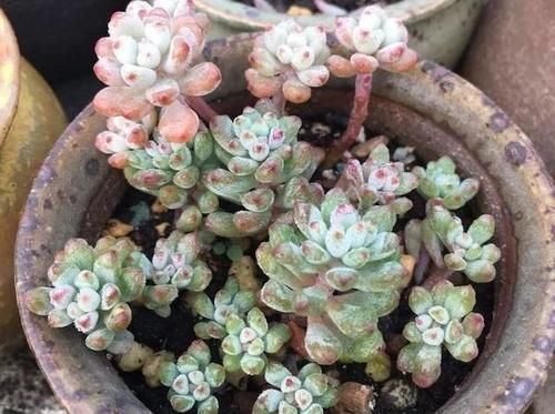  露养■多肉露养好时节：扔外面，1个月没管，美得跟整容了一样！