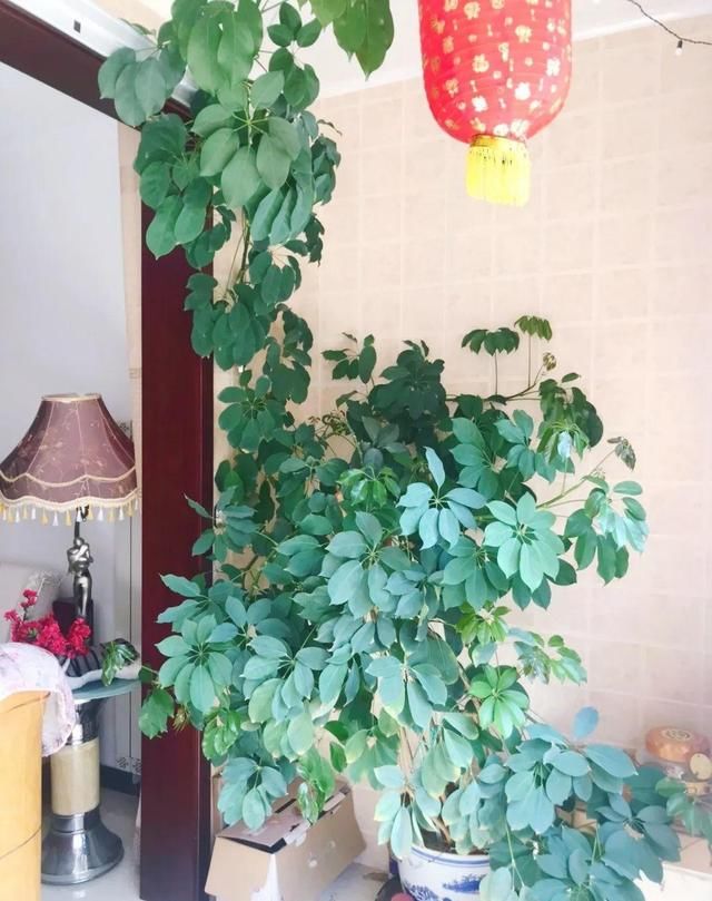  [最合适]1间房1盆花，养最合适的，全家都健康