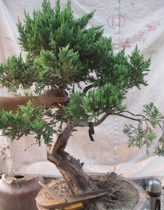「充足」春天能开花,花色“淡绿色”,只要浇水不多,龙柏盆景就能养好!