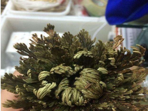  『植物』小学生爱养“此花”，遇水就活、很神奇，老花民称其：九死还魂草