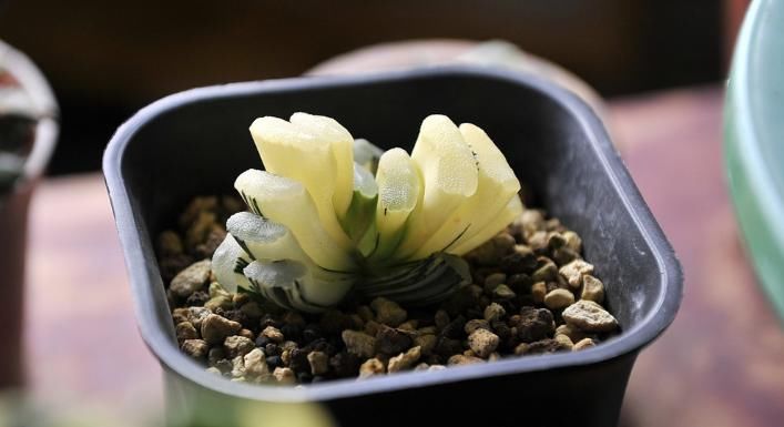  【工资】世界上最名贵的五种多肉植物，一年工资也许还不够买一盆！