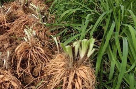  【懒人】农村1种“懒人菜”，只吃花不吃叶，种1次可采收多年，