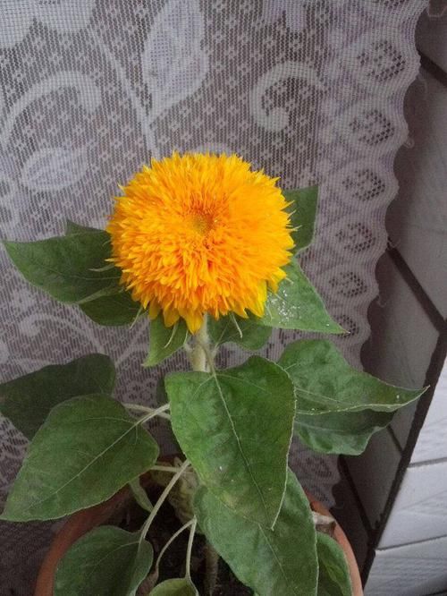  [养护]此新型观赏花卉，养护简单，花朵奇特，观赏价值高，盆栽养花选它