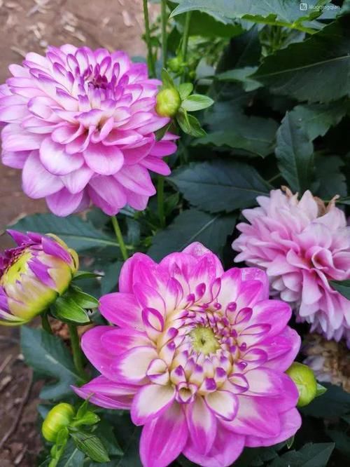  「图片作者」这6种花就是开花机器，养1盆能开200天，让你有花看