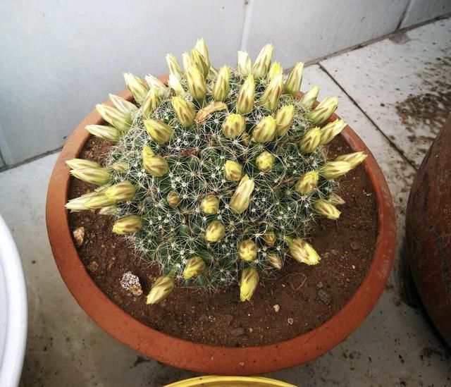  「花苞」仙人球花期短？这2个品种是劳模，一次能开30朵、开完一茬又一茬