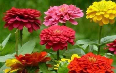  『养花』阳台养花就选这“5种花”，花色丰富多样，漂亮美丽，谁养谁上瘾