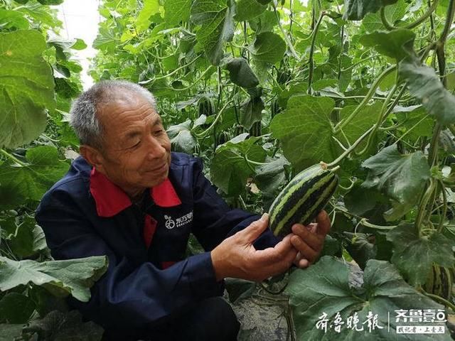 章丘@章丘高官寨甜瓜熟了!到大棚里看看尝尝甜到心里