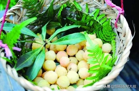 农村一种野果，有“果中玛瑙”的美誉，120元1斤农民的致富果