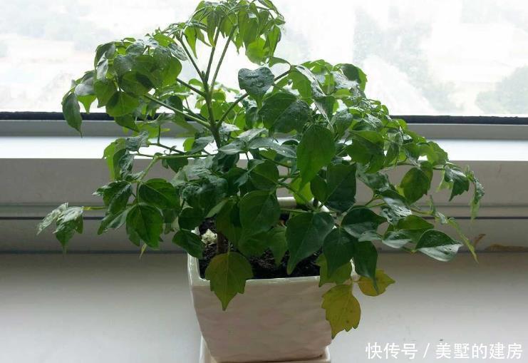 【家里】人养花,花也养人!4种花养家里镇宅旺财,尤其是最后一种!