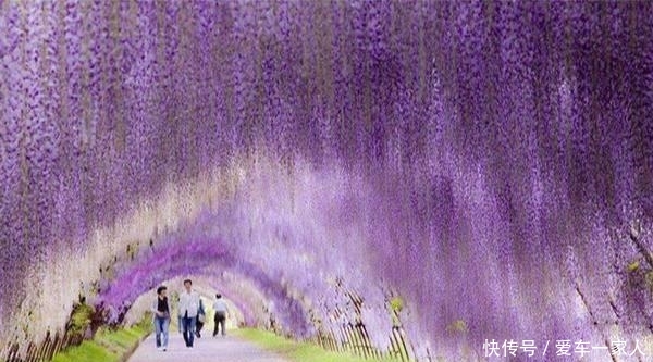 福气:养紫藤花,注意3点不吃亏,开花满满一长廊、紫气东来福气来