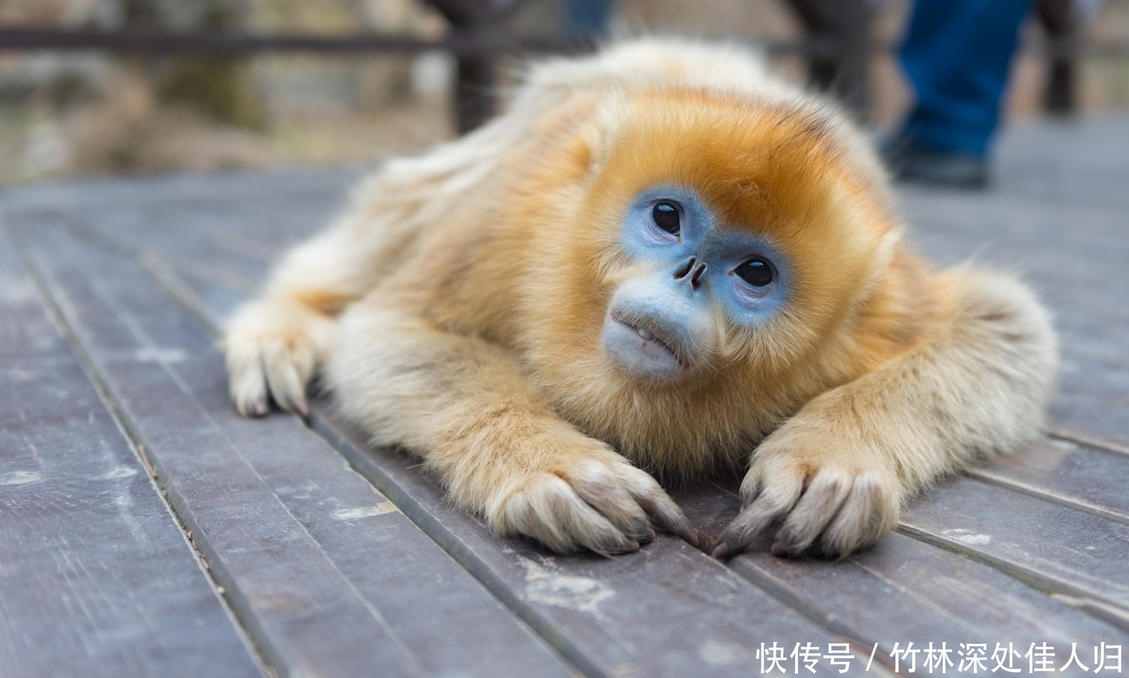中国熊猫第一县在陕西？这座小城还有另外三种国宝级动物