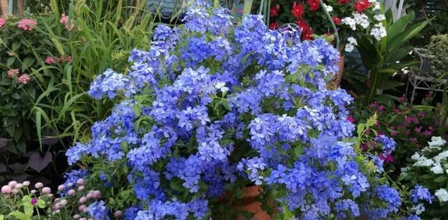  「想养」花园里种上“3种花”，清新又漂亮，看过了都想养，超级美！