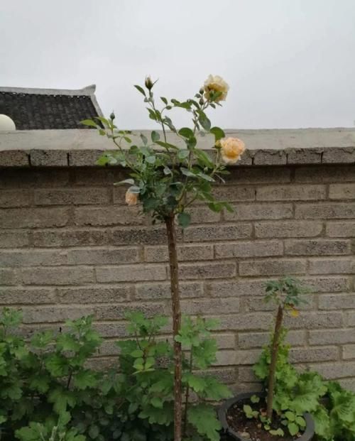  [生活]40岁之前，赚钱养家，40岁之后，种菜养花！