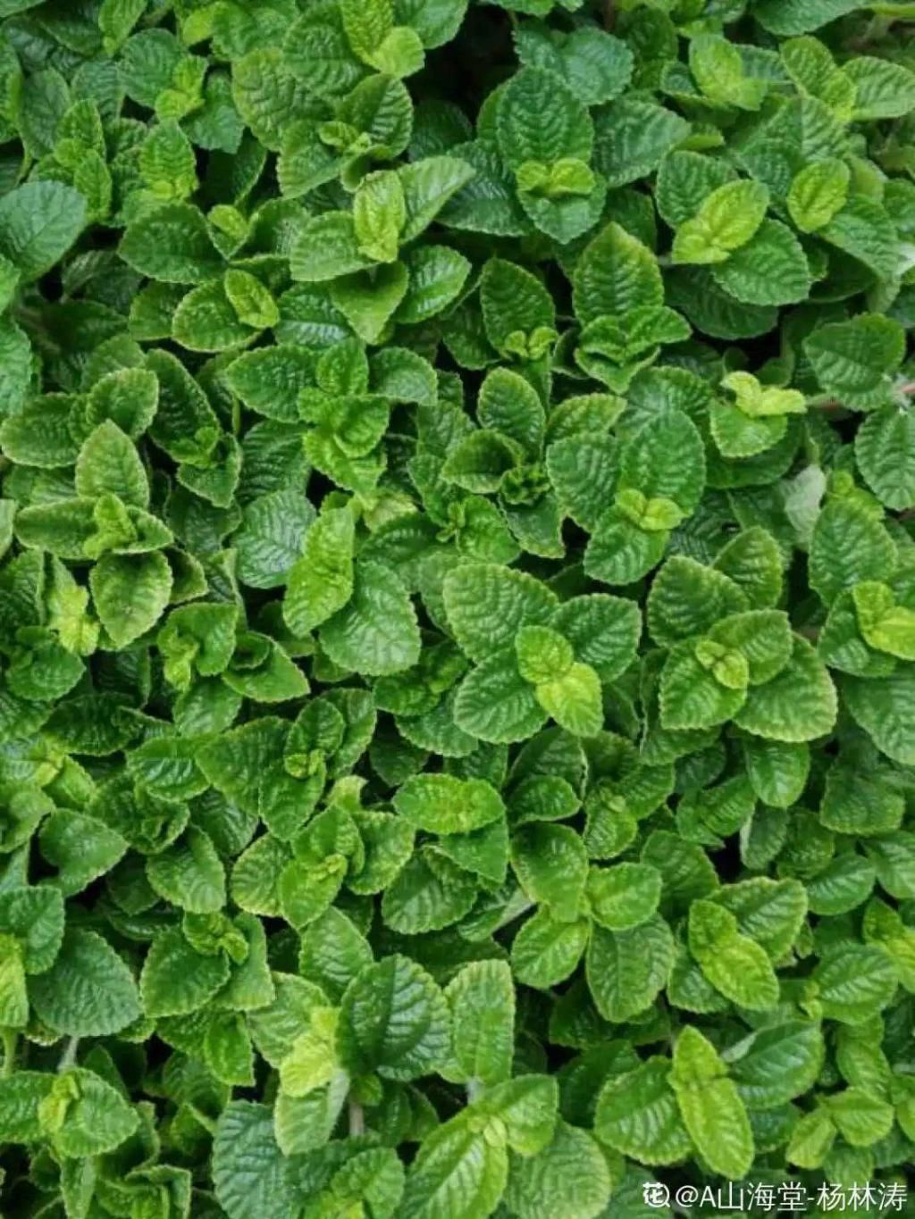 也可以:7种花插土里,立马长满院子,蚊虫不敢靠近!