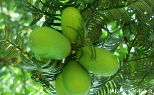 原产于中国的果树，俗称“三代同堂”，一棵树同时长着三年的果实