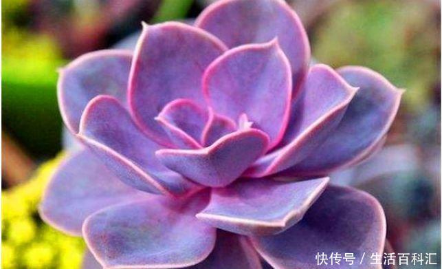  艳丽■几款艳丽的花卉，漂亮好闻，财源滚滚来，招财又开运，你养了吗？