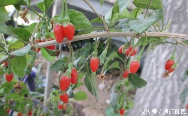  杂草■农村有那么多的野生中药，为什么却没有人去采摘？