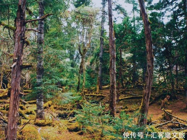 林芝的秋天，才是你最不该错过的天堂，有一百种秋色等你pick