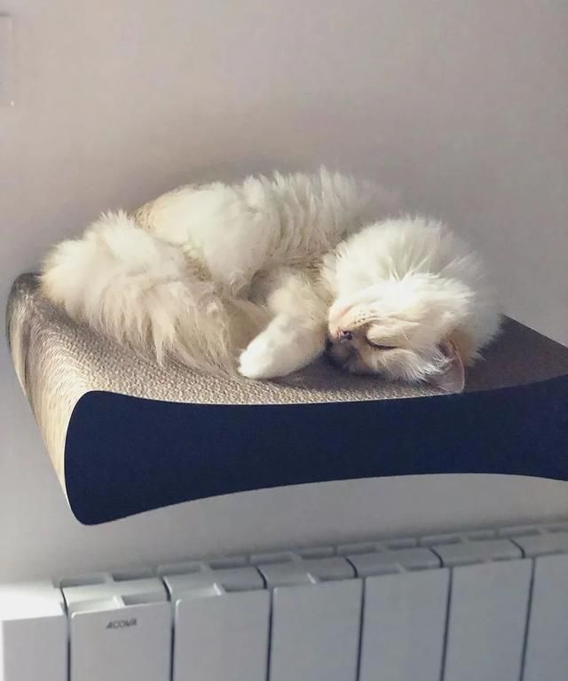  [Fran?oise]老佛爷逝世一周年，那只继承了21亿遗产的爱猫现在过得怎么样？