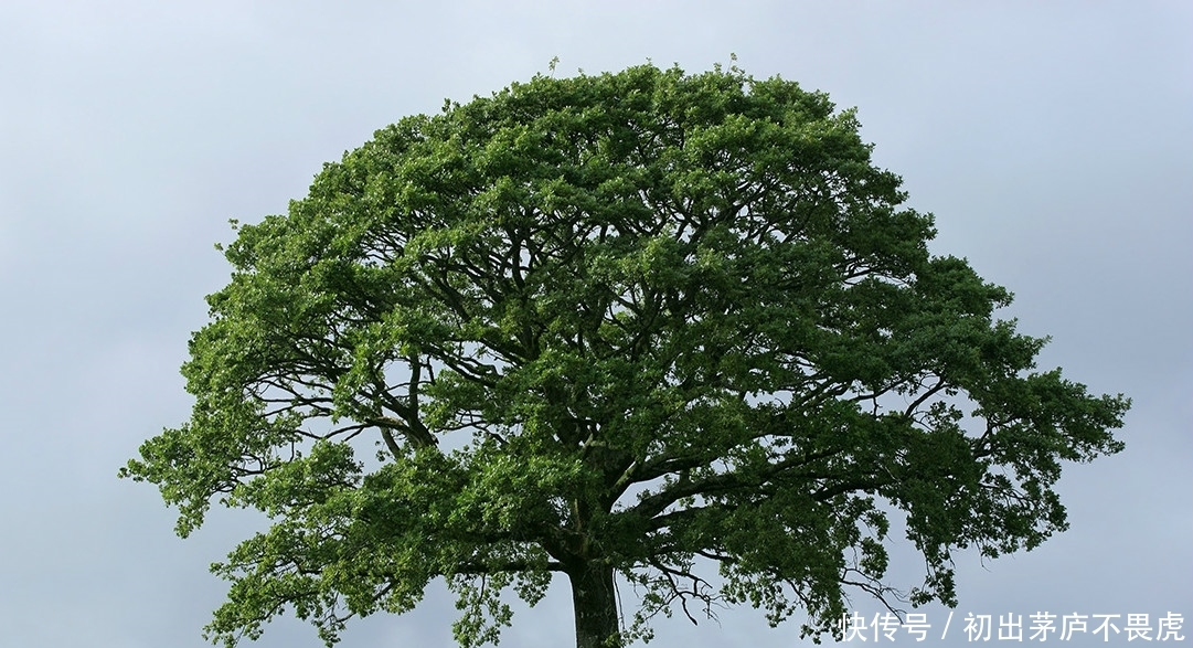  #大树#你走累了，有三颗大树你会在哪颗底下休息，测试你最近有什么好运