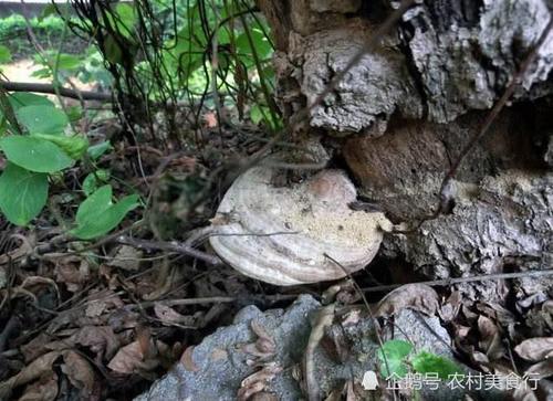 枯树上长出一种东西，过去村民把它当柴烧，直言：烧的都是钱