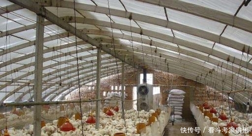  [中国]中国在发电站养了5亿只鸡，世界大难题就迎刃而解，外国纷