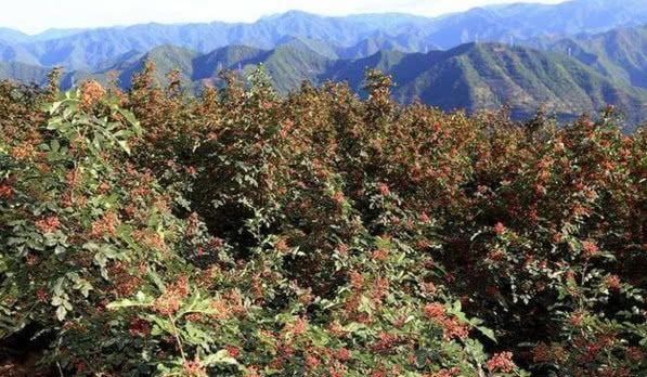 在超市一斤卖到50块，但是农民不愿意种，这是为什么呢