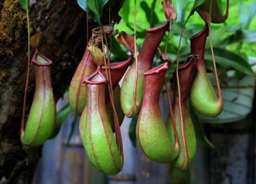芳香:简单易养的香草植物,健康环保,开花香味十足,屋内溢满芳香