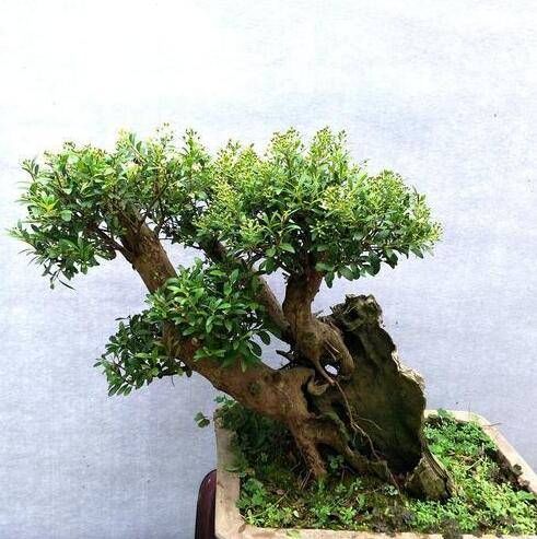  「果实」它珍贵稀少，果实可泡酒“祛风除湿”，若见到记得只采