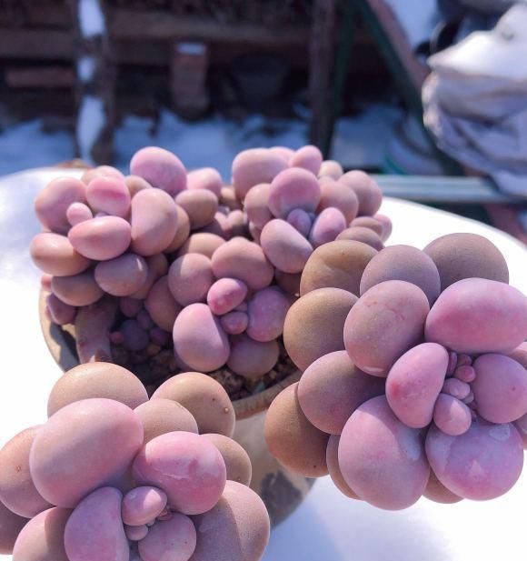 「桃子蛋」多肉熊掌“熊童子”怎么养胖,才能有红爪子?