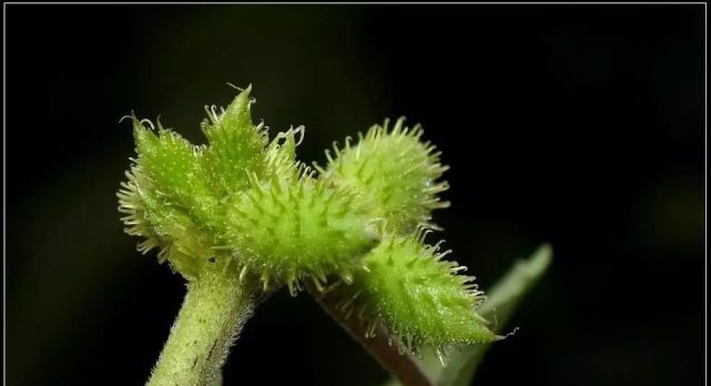 道地药材之苍耳子